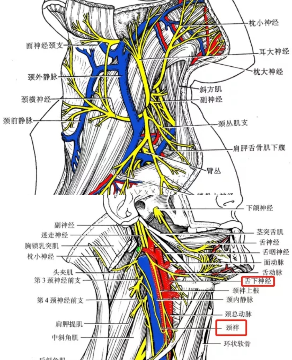 重点是对局部神经(迷走神经,舌下神经)走行的掌握.