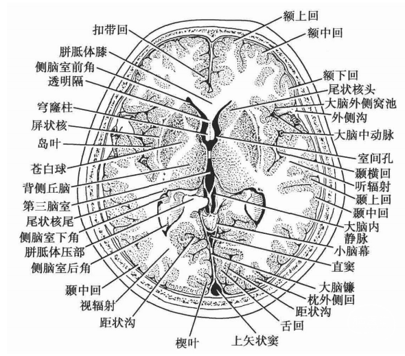 头部结构的断面解剖学特点