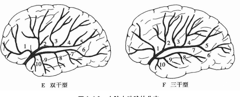 脑血管的应用解剖