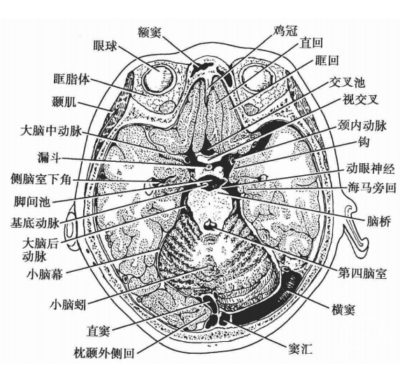 头部的断面解剖