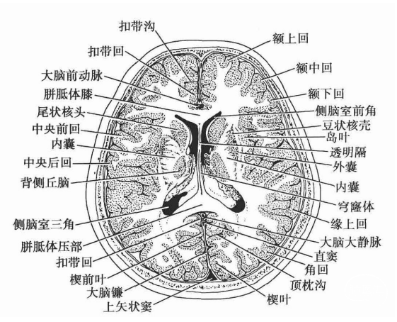经顶枕沟下份的横断层面后部:位于胼胝体以后的部分,大脑纵裂内有大脑