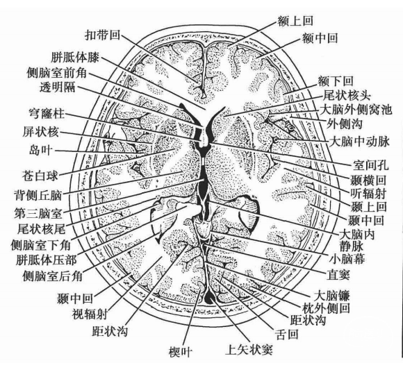 除胼胝体压部与直窦之间有大脑大静脉的断面外,大脑半球内侧面的脑回