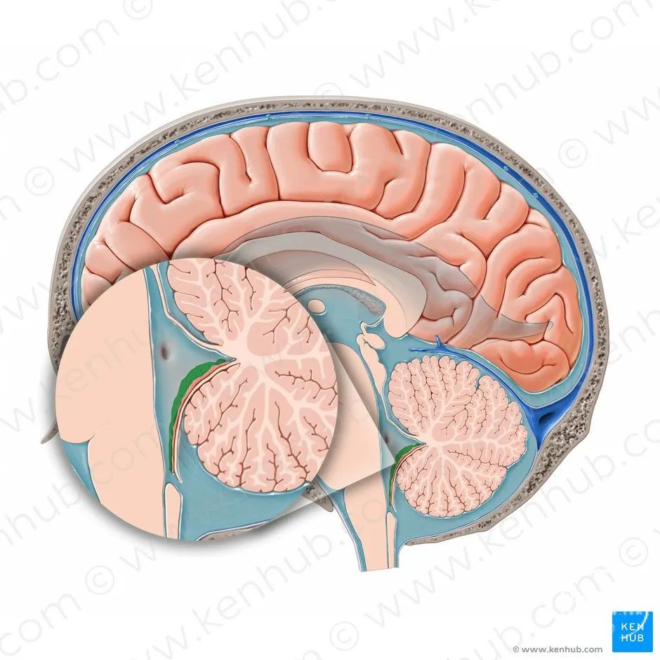 其循环途径为:左,右侧脑室脉络丛产生的脑脊液 经左,右室间孔流入第3