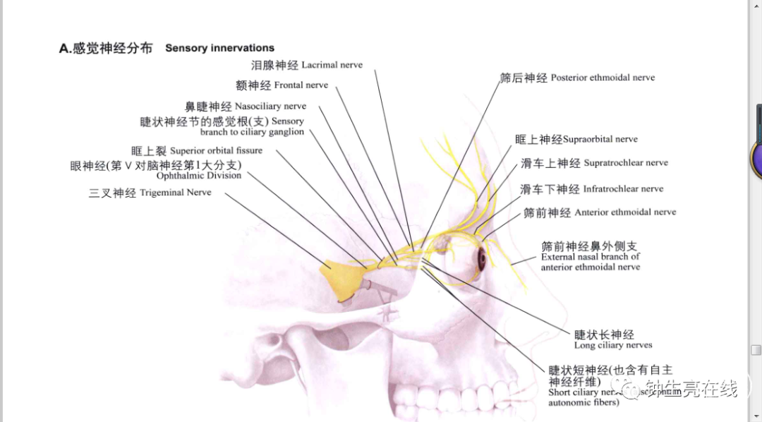 三叉神经解剖整理版