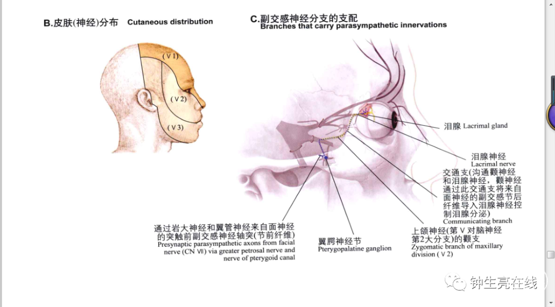 发出筛前,筛后神经分布于筛窦,鼻腔粘膜及硬脑膜;发出睫状长神经在