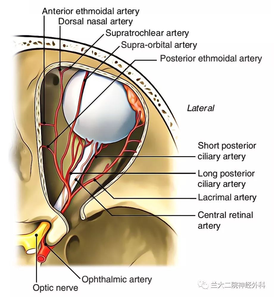 眼动脉(ophthalmic artery)起自颈内动脉,与视神经一起经视神经管入眶