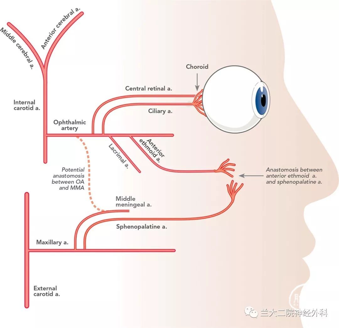 【整理】眼动脉解剖