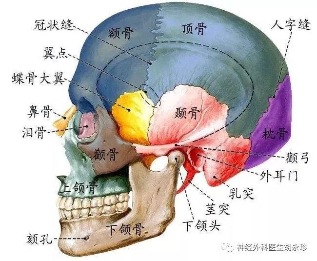 但骨瓣的处理灵活,减压骨窗位置可根据情况调整,靠顶枕部颅骨术中根据