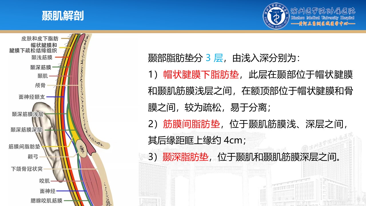 颞肌筋膜瓣在内镜颅底重建中的应用(内附颞肌筋膜瓣制作过程) - 脑医汇