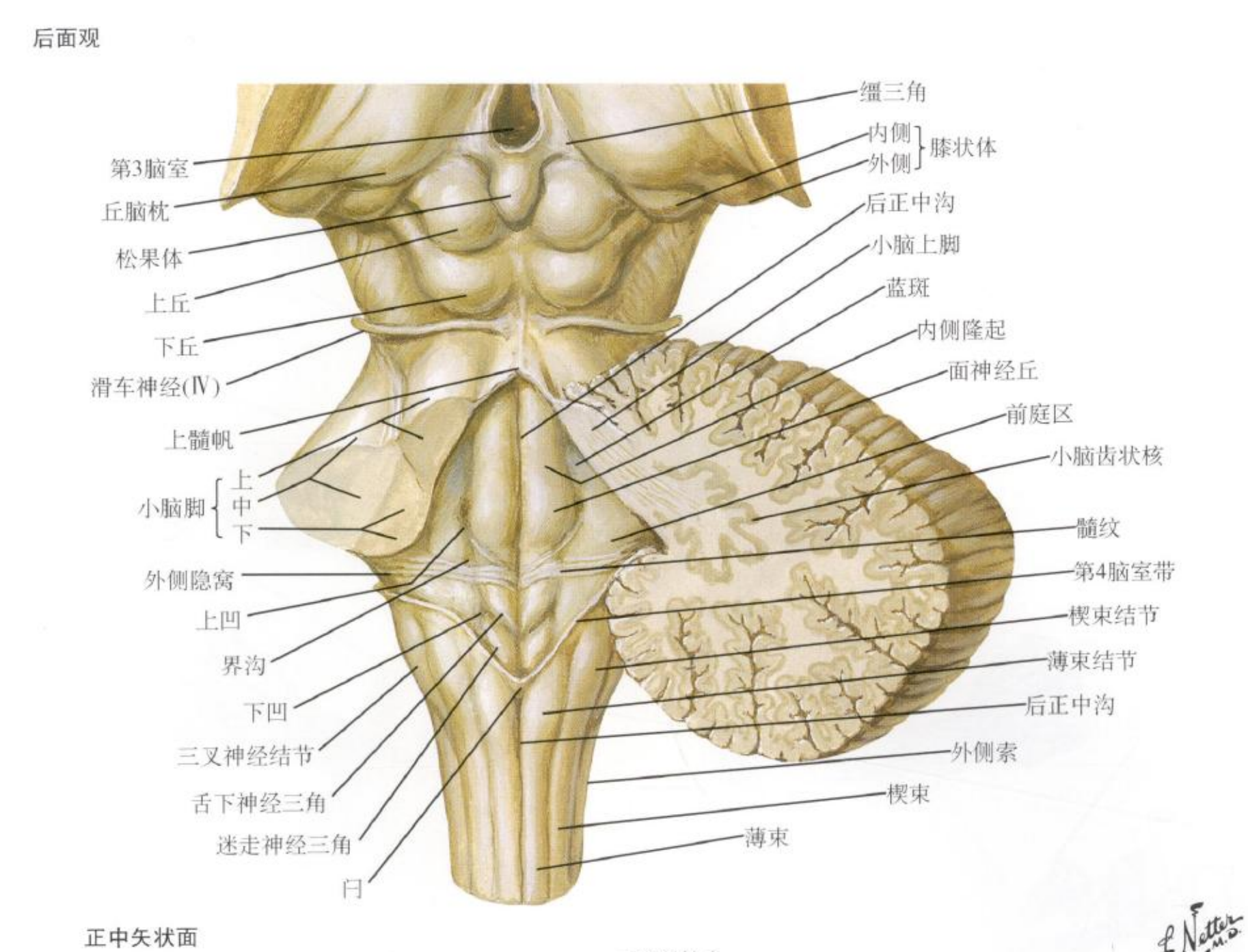 小脑和第四脑室的解剖---Rhoton解剖学习 - 脑医汇