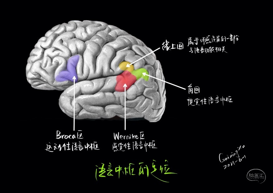 Broca区:解剖、影像和手绘 - 脑医汇