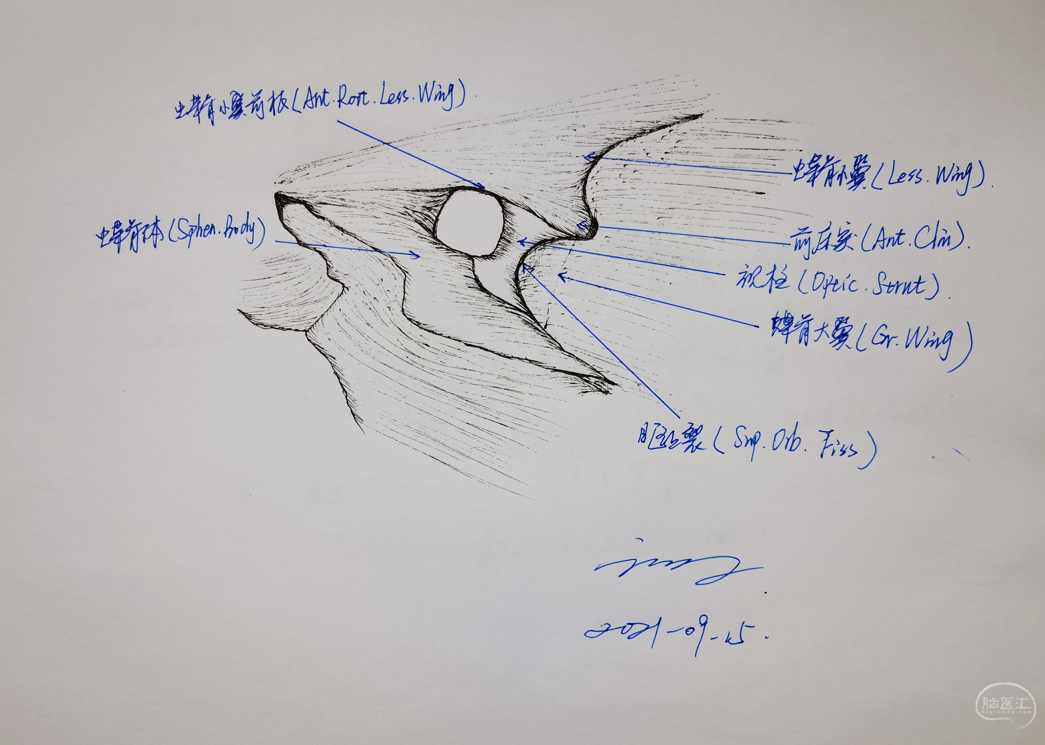 学习RHOTON解剖学手绘—眶的骨性结构(二) - 脑医汇