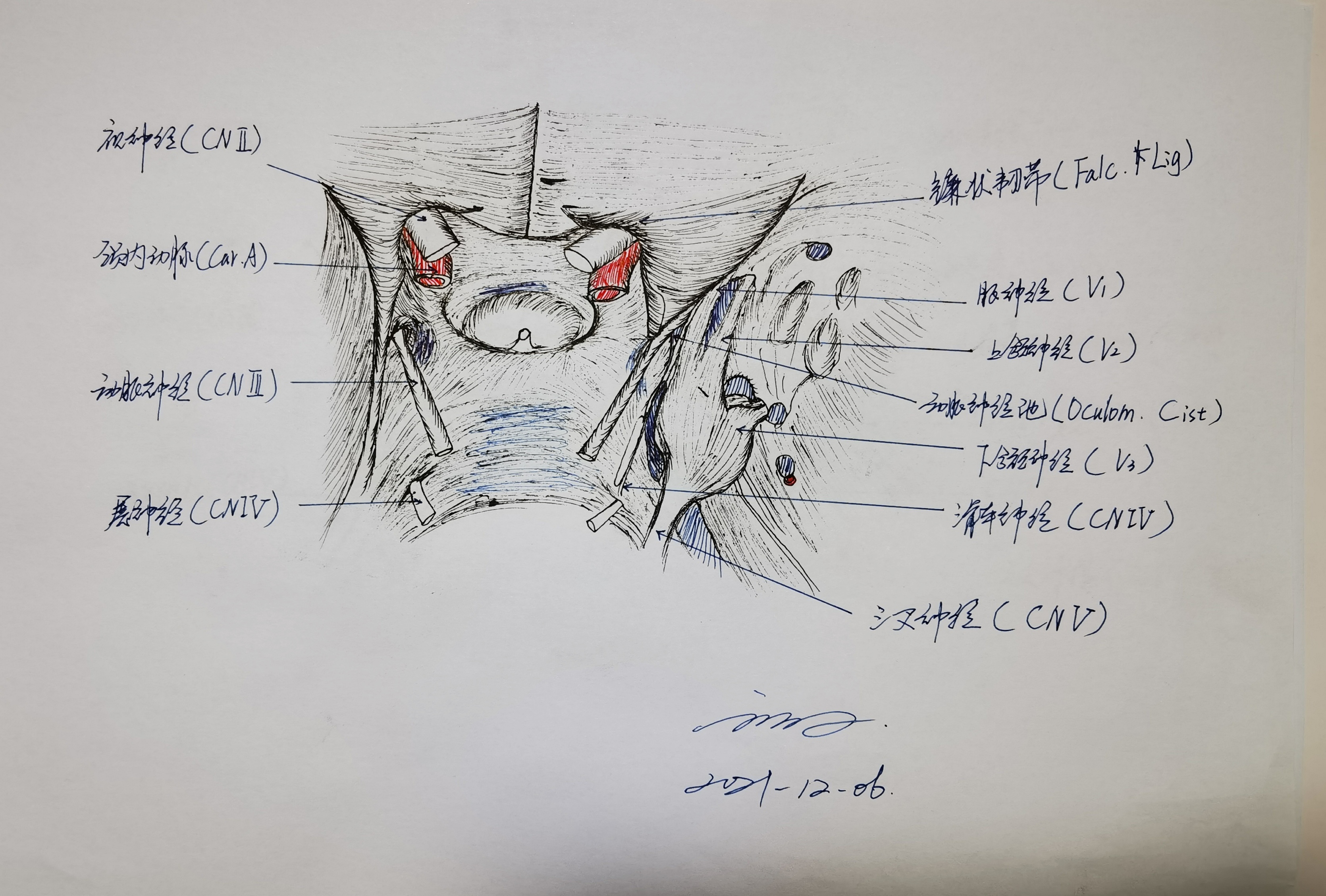 学习RHOTON解剖学手绘—鞍区上面观（一） - 脑医汇