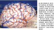 （纯干货）我的神经解剖学习笔记（一）之大脑的解剖