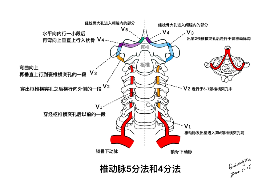 椎动脉分段解剖图四段图片