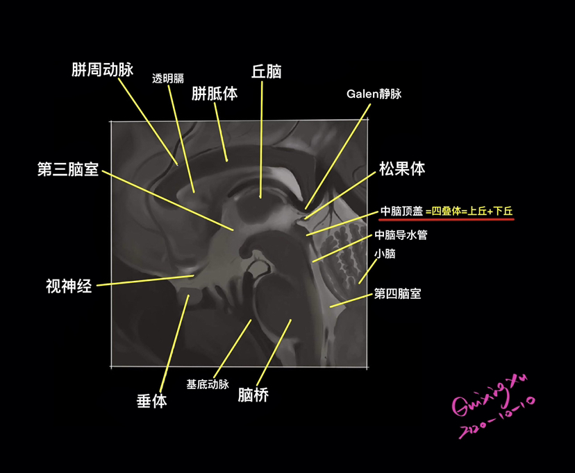 松果体的位置和作用 - 脑医汇