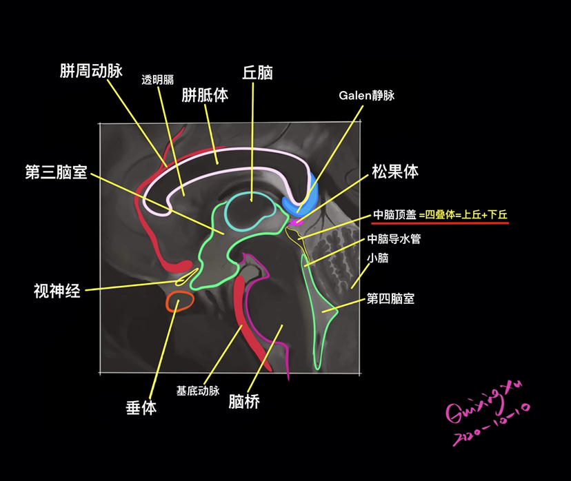 松果体的位置和作用 - 脑医汇
