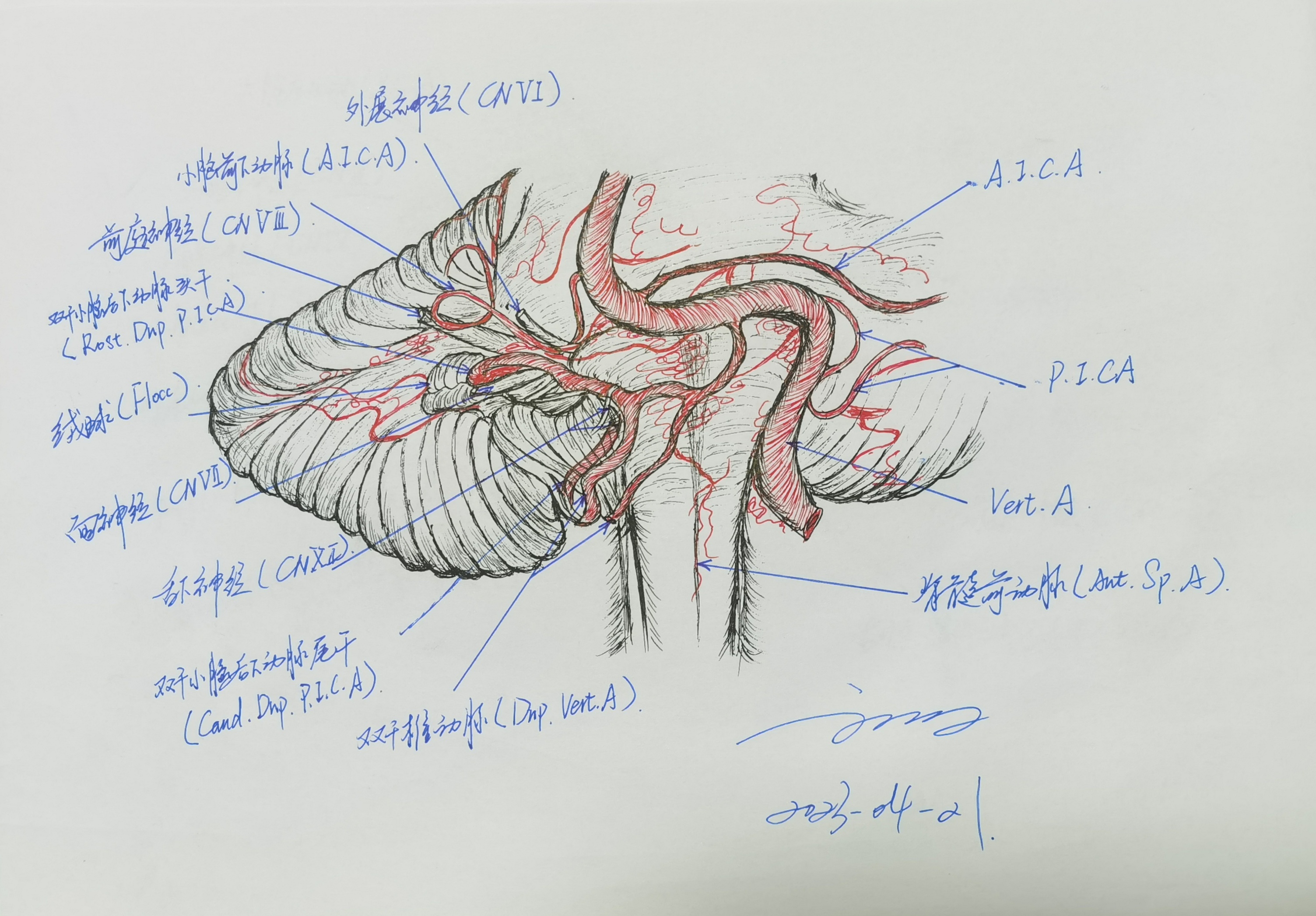 学习RHOTON解剖学手绘—AICA的毗邻关系 - 脑医汇