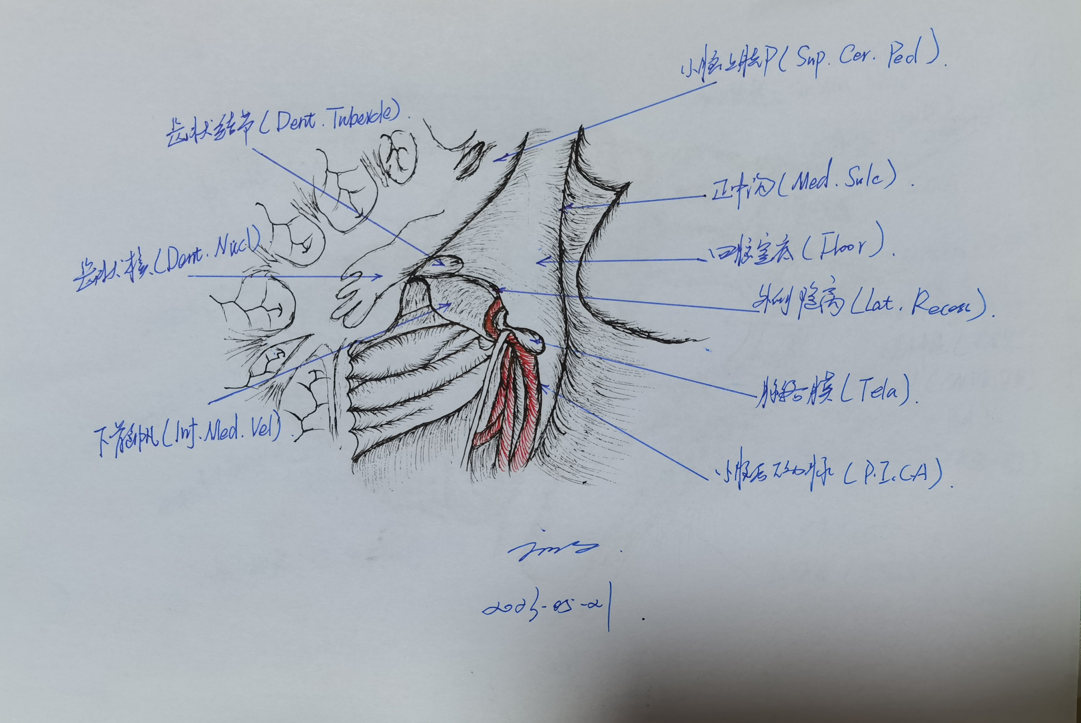 学习RHOTON解剖学手绘—小脑后下动脉（PICA）毗邻关系和起源 - 脑医汇