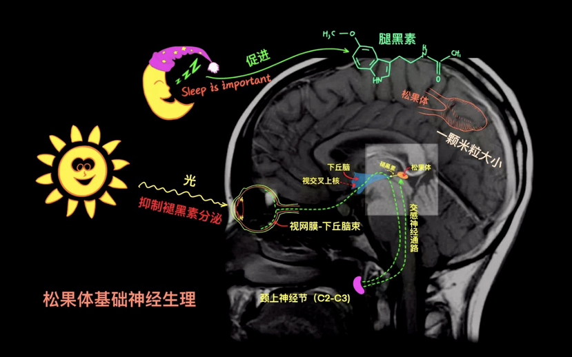 松果体在脑中的位置及作用 - 脑医汇