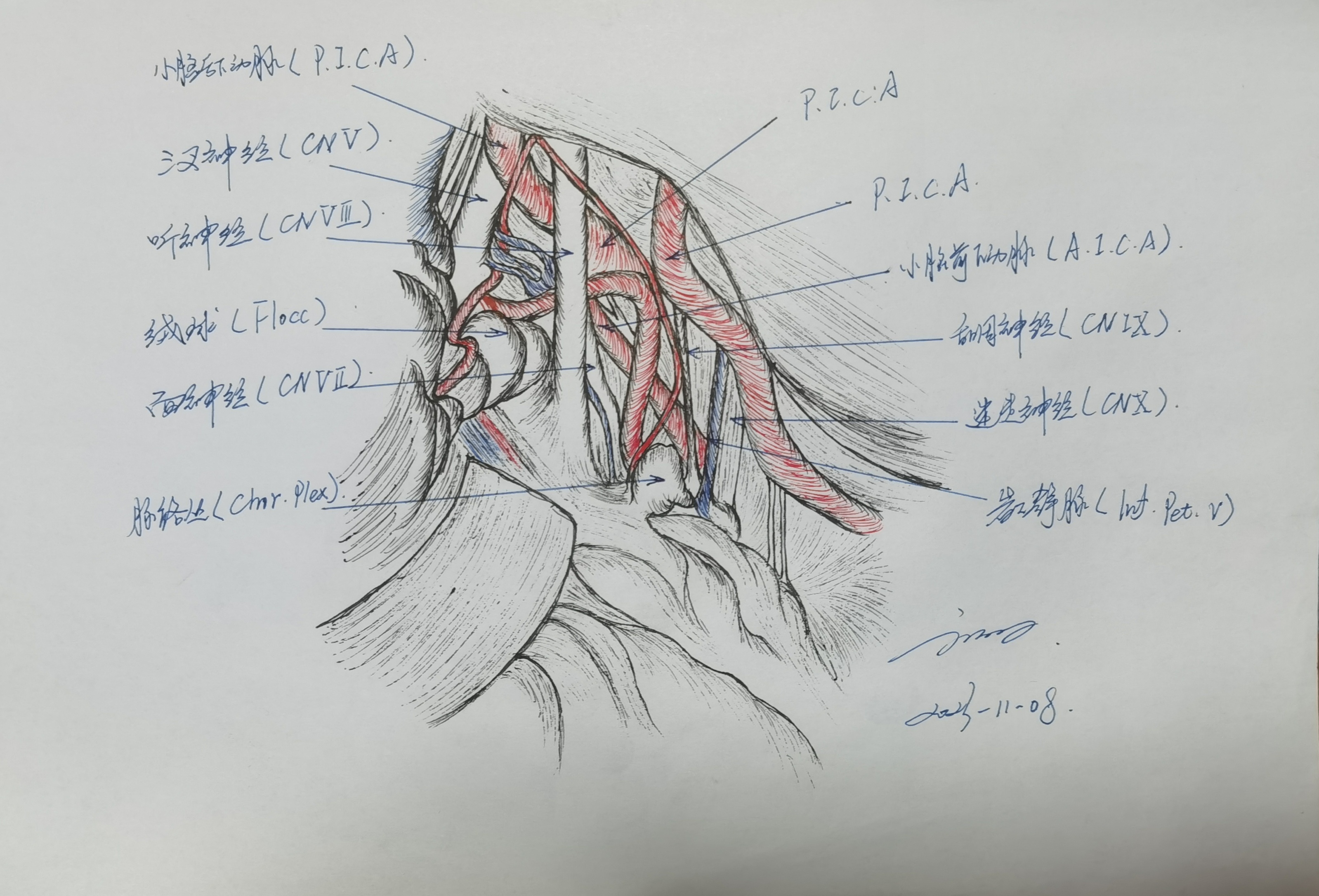 学习RHOTON解剖学手绘—面肌痉挛时的面神经暴露 - 脑医汇