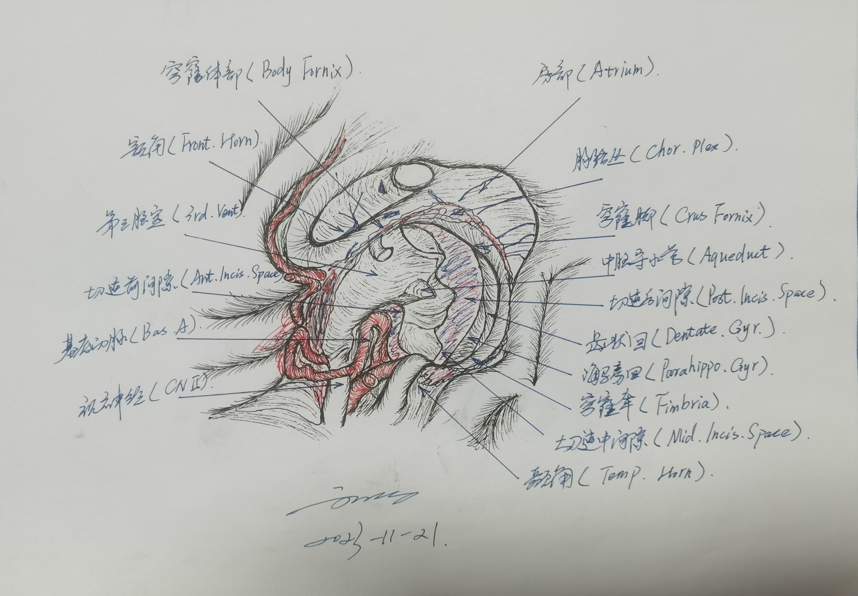 学习RHOTON解剖学手绘—小脑幕切迹 - 脑医汇
