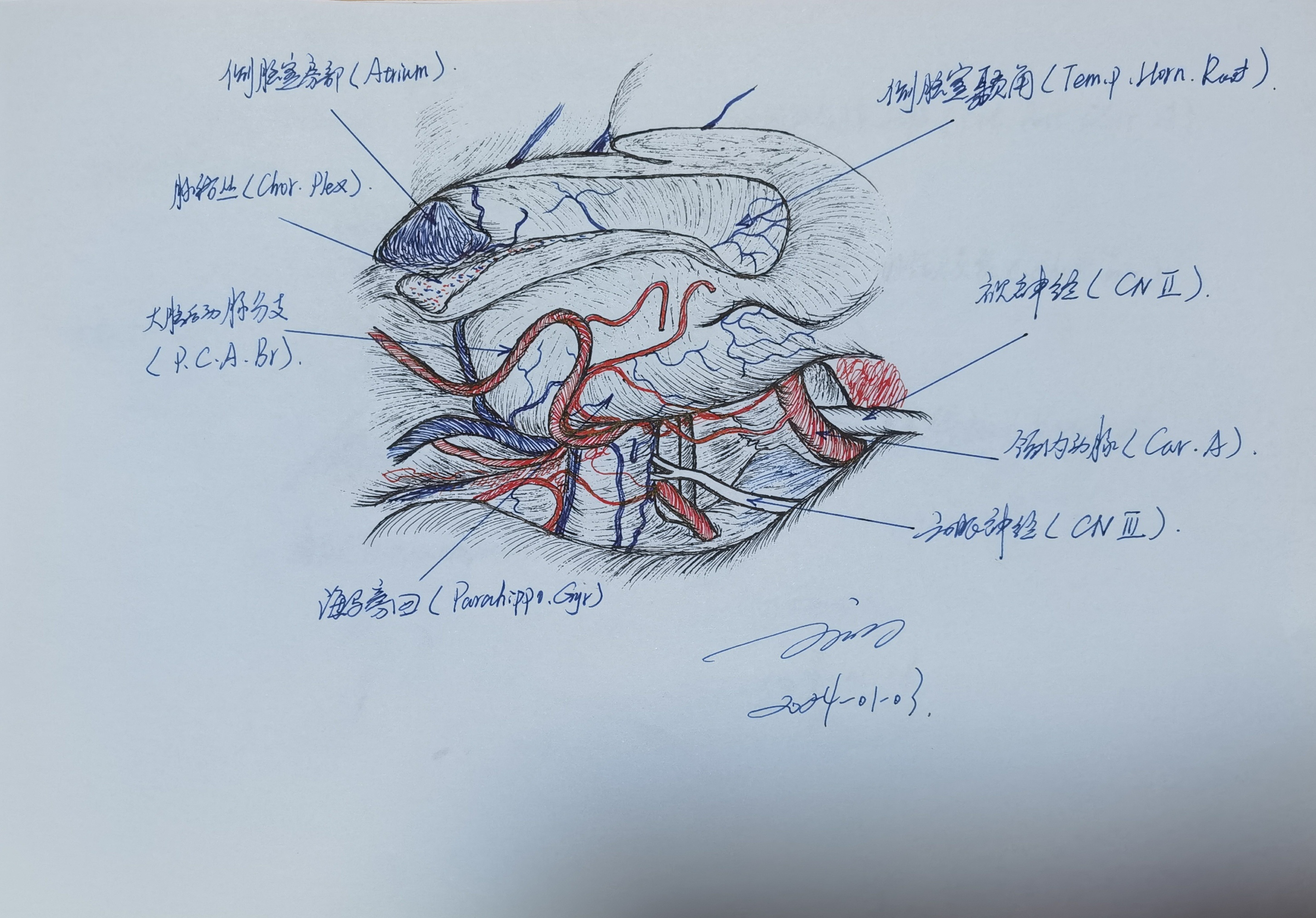 学习RHOTON解剖学手绘—切迹前间隙和切迹中间隙(一) - 脑医汇