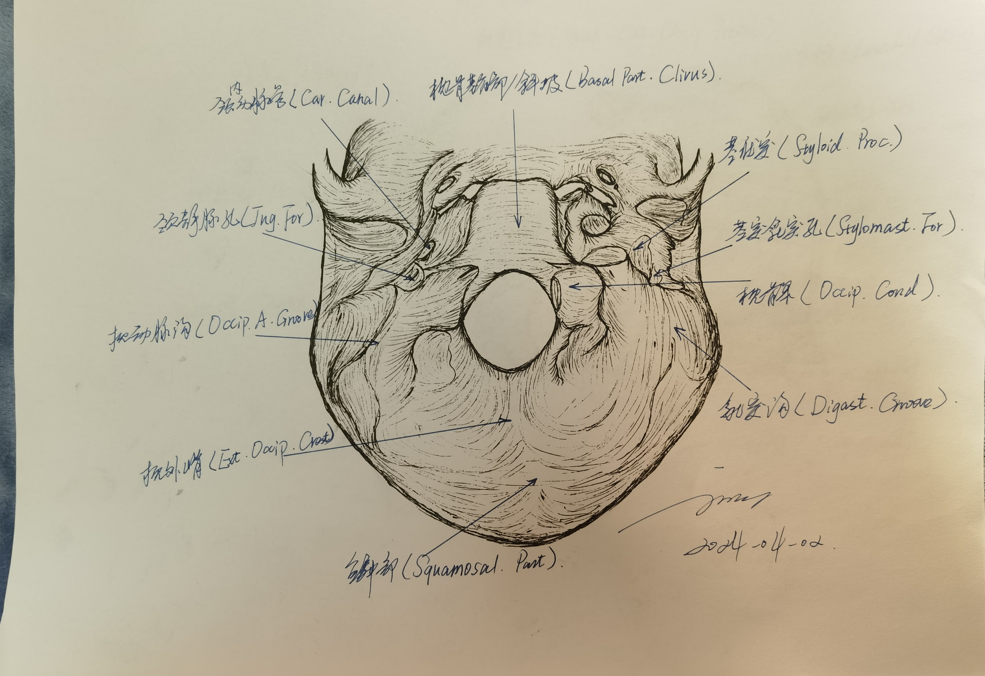 学习rhoton解剖学手绘