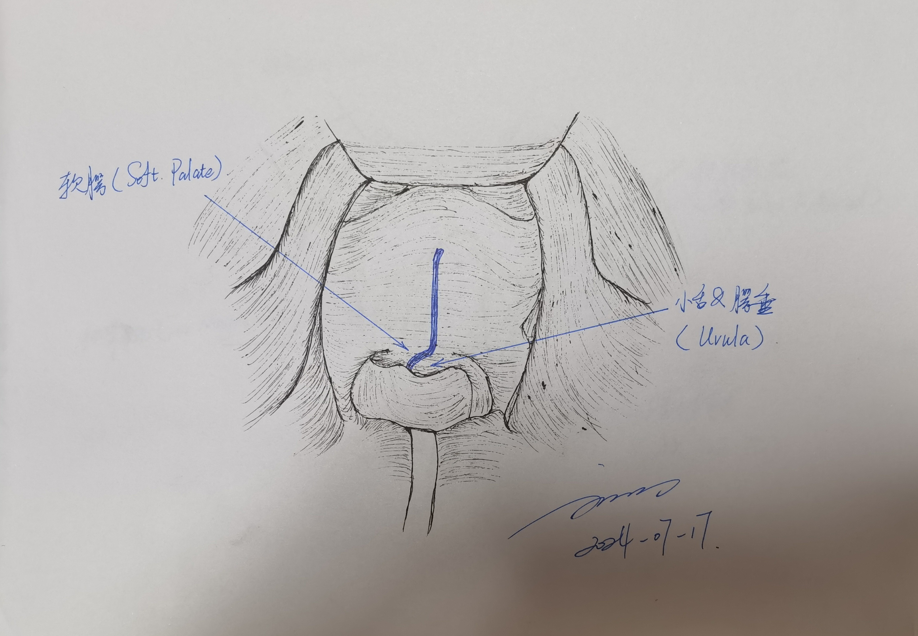 学习rhoton解剖学手绘