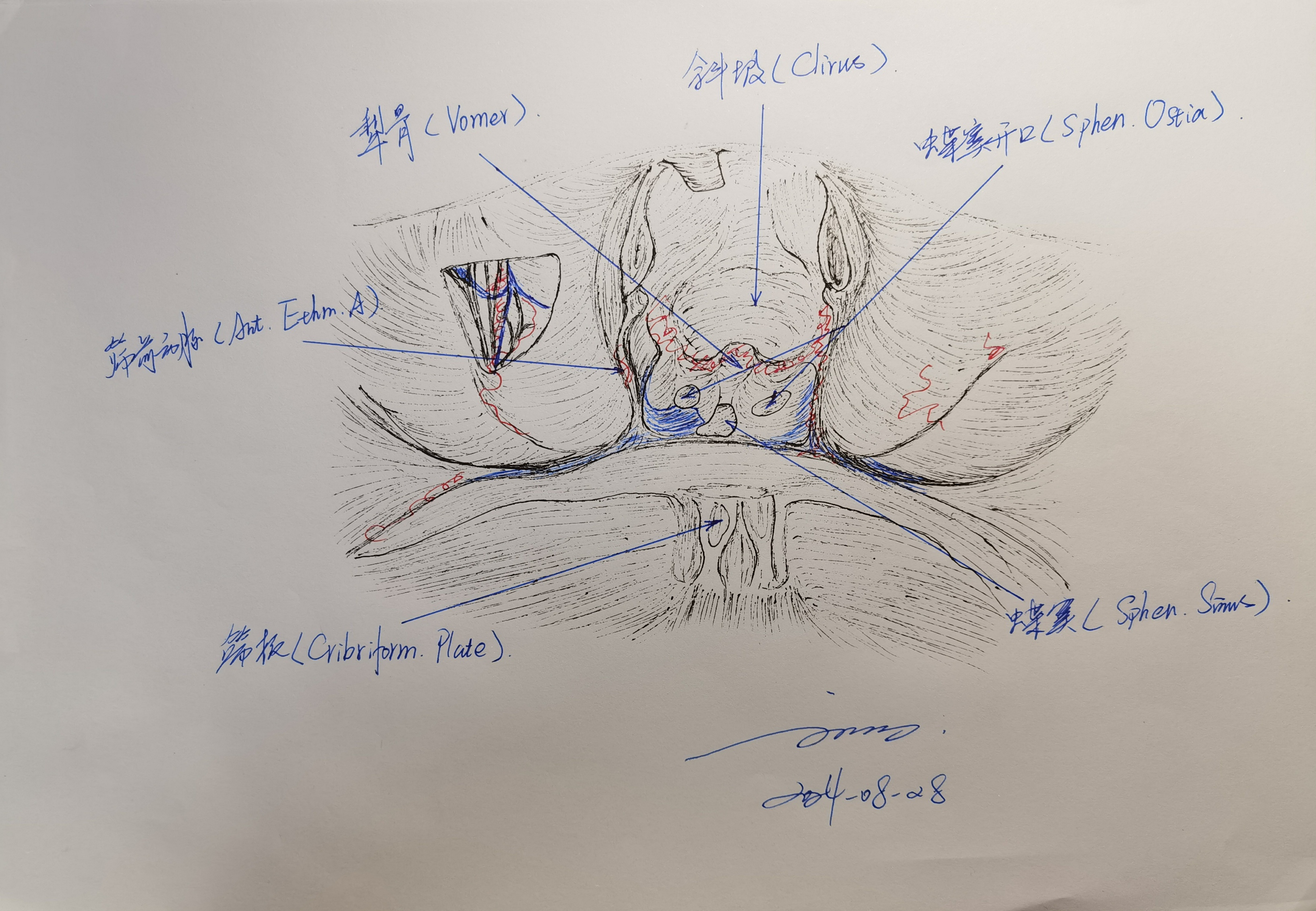 Transbasal Approach 学习RHOTON解剖学手绘—经颅底(transbasal)和扩大经额入路的关系(一) - 脑医汇