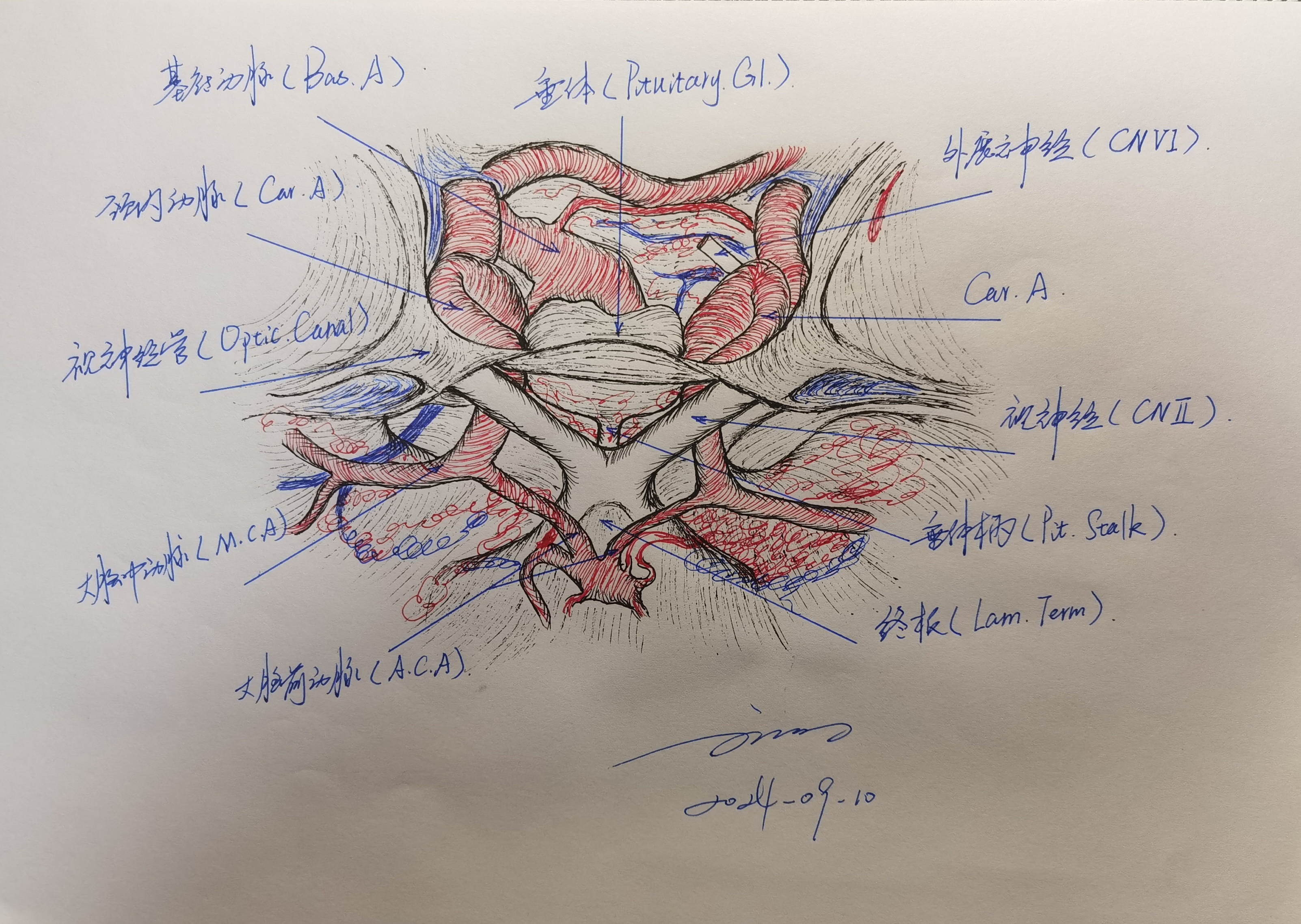 Transbasal Approach 学习RHOTON解剖学手绘—经颅底(transbasal)和扩大经额入路的关系(三) - 脑医汇 - 神外资讯 - 神介资讯