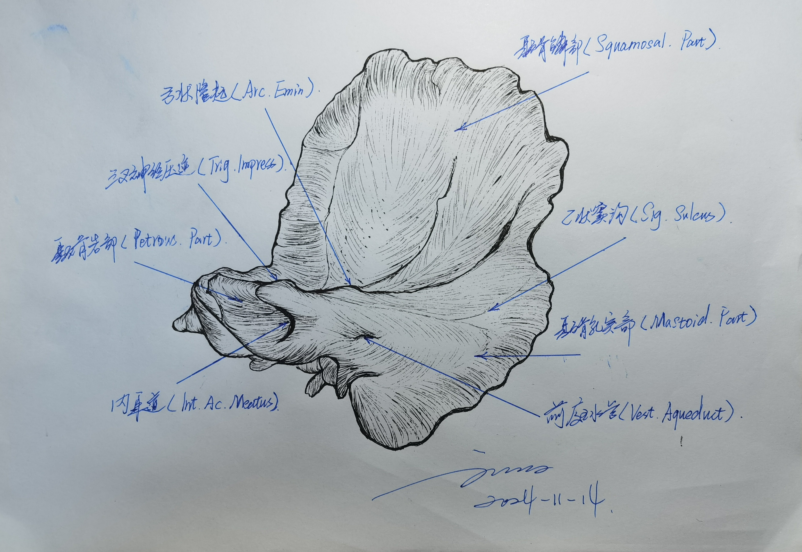 学习RHOTON解剖学手绘—颞骨(二) - 脑医汇