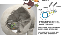 颅脑解剖与手绘2026