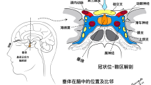 垂体在脑中的位置