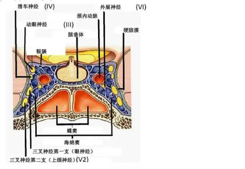 眶上神经定位图片