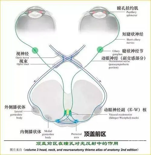 动眼神经缩瞳核图片