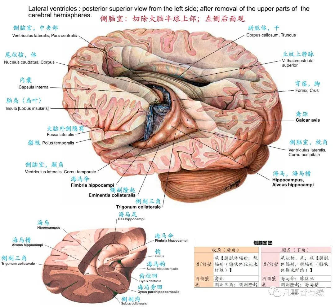 anatomy四,颅脑mri断层解剖结构标注section anatomy五,脑干轴位断层