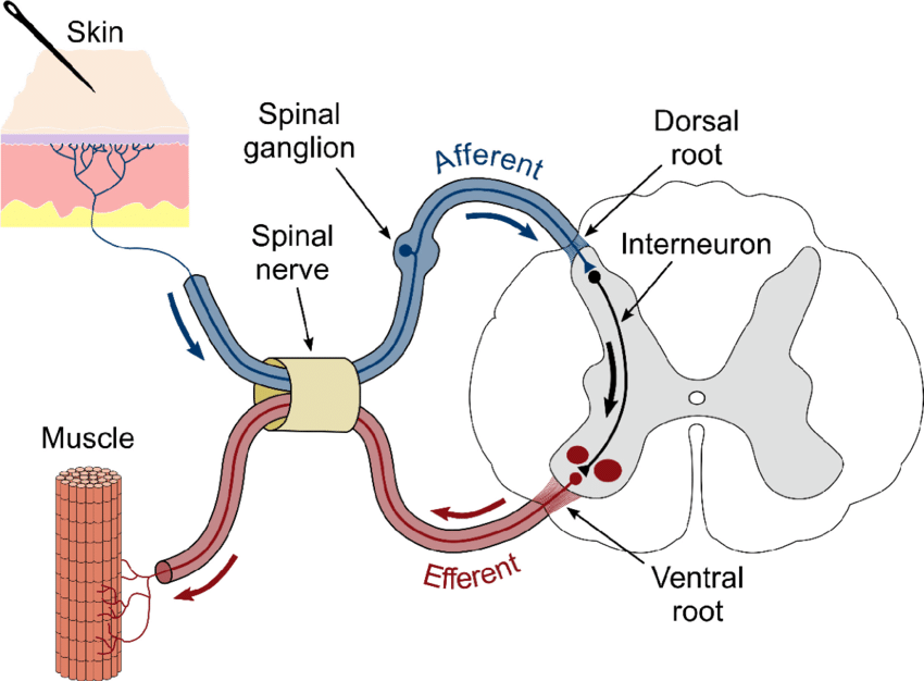 脊髓反射弧结构示意图图片