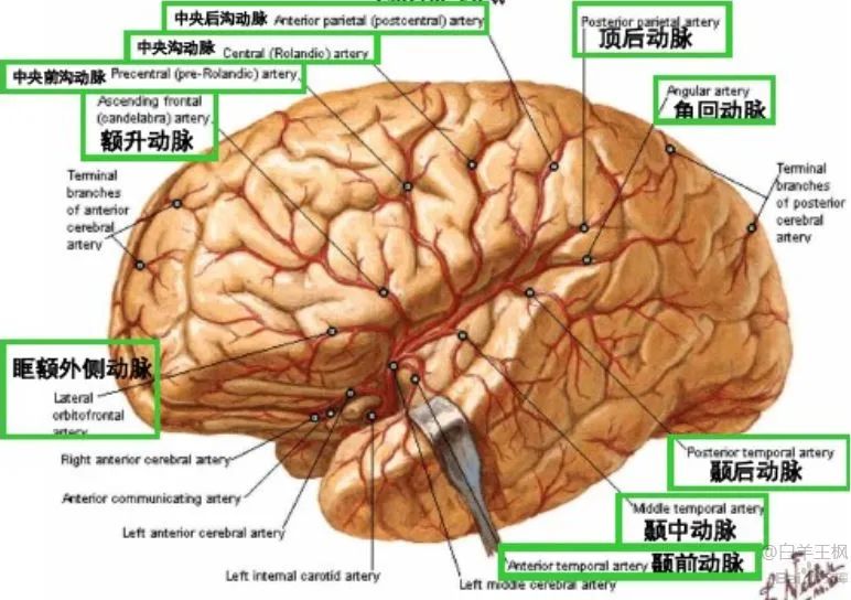 一,大脑中动脉分段(fischer分类法)颞叶在外侧沟(也叫外侧裂,sylvian