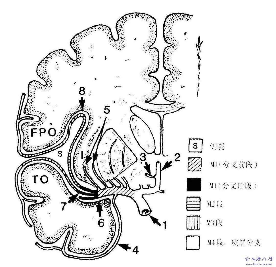 360.大脑岛叶的沟回-系统解剖学-医学