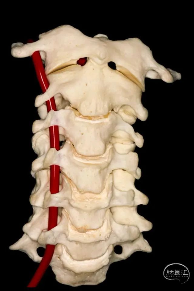 第一颈椎横突位置图片图片
