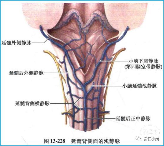 大脑桥静脉示意图图片