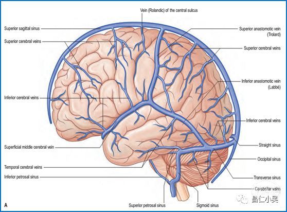 收藏腦血管解剖知識學習筆記腦靜脈