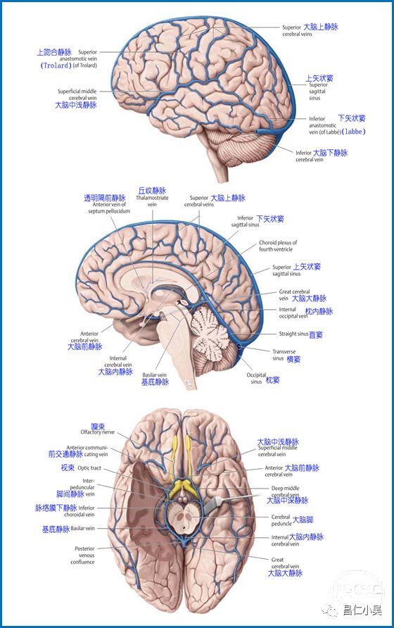 【收藏】脑血管解剖知识学习笔记——脑静脉