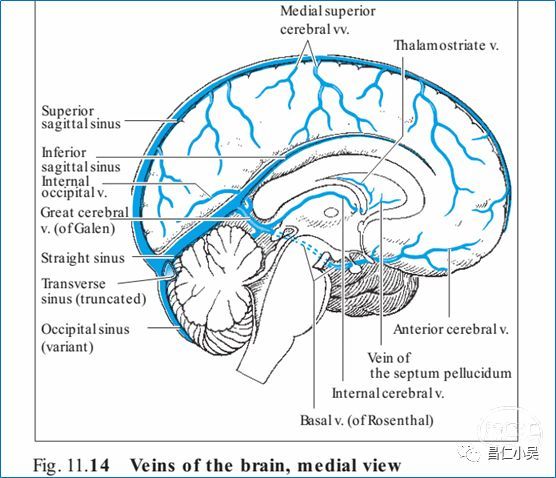 大脑浅静脉;大脑深静脉;间脑的静脉;脑干的静脉;小脑的静脉;硬脑膜窦