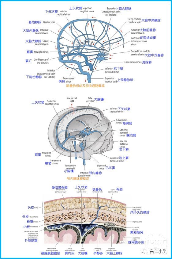 脑静脉系统包括:大脑浅静脉;大脑深静脉;间脑的静脉;脑干的静脉;小脑