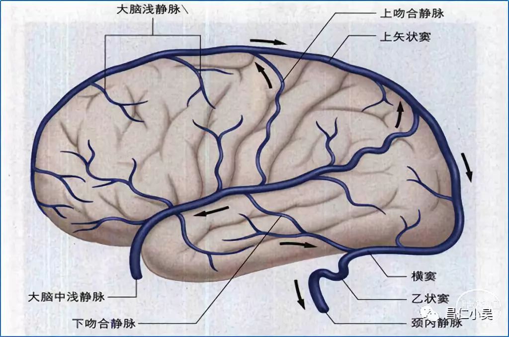 14,吻合静脉:大脑外侧面最大的静脉是trolard,labbe和sylvius静脉
