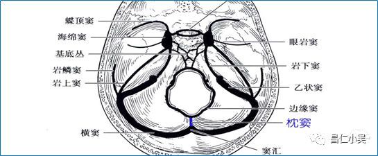 枕窦解剖图图片