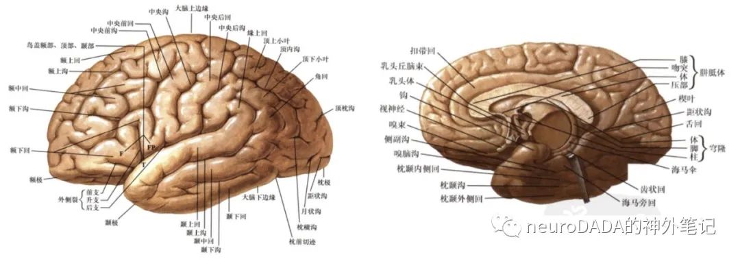 脑沟解剖图图片