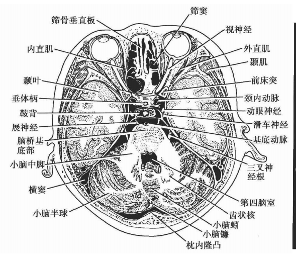 头部结构的断面解剖学特点